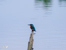 Kingfisher - Zimorodek